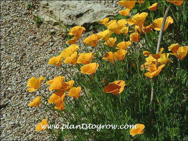 (California Poppy (Eschschoizia californica) 
June 9)